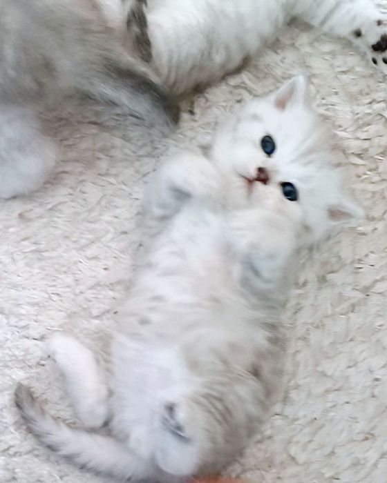 Прямовухий котик срібна шиншила . Шотландські кошенята