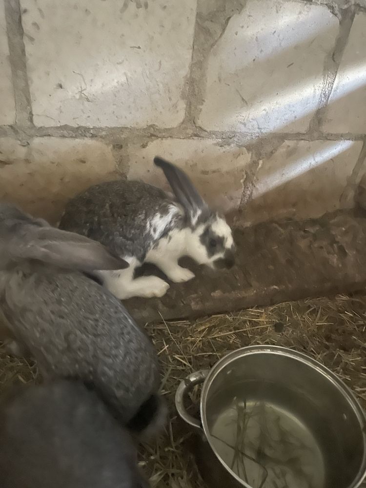 Mlode samiczki barana francuzkiego