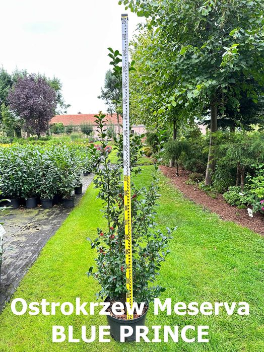Ostrokrzew Meserva - WIELE ODMIAN i rozmiarów