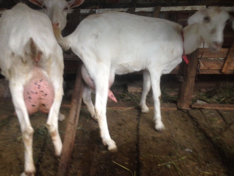 Продаються зааненские и заано-нубийские козы и козочки разного возраст