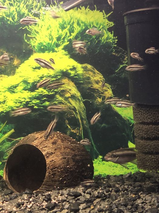 Barwniaki czerwonobrzuche duże