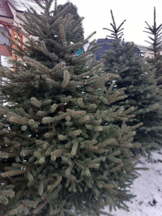 formowane świerk srebrny  cięty