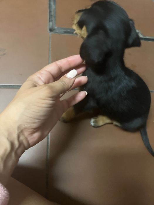 Dá-se bebé de 7 semanas a pessoa responsável