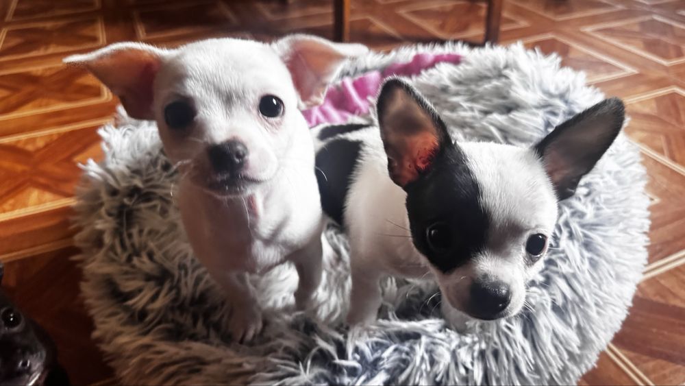 Chłopcy Chihuahua Trzej Muszkieterowie! Rodowód, 8tyg, gotowi