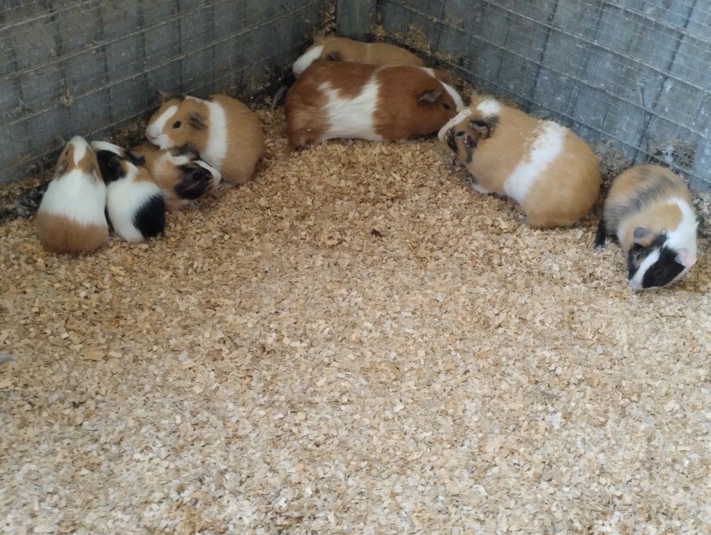 Vendo casais ou individuais