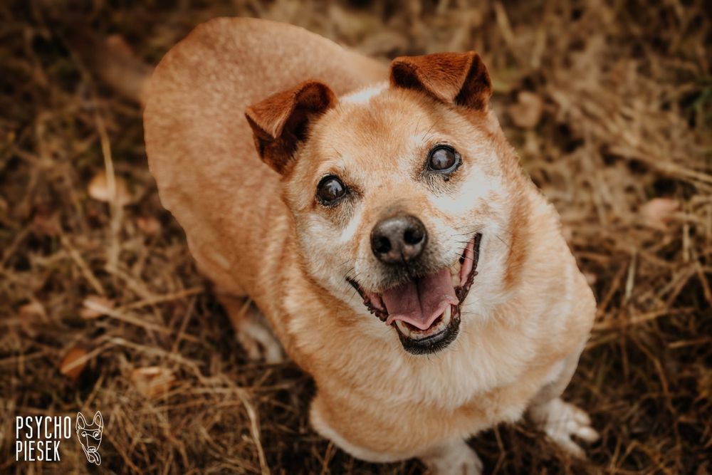 Wesoły, kochany Pakerek prosi o kochający domek