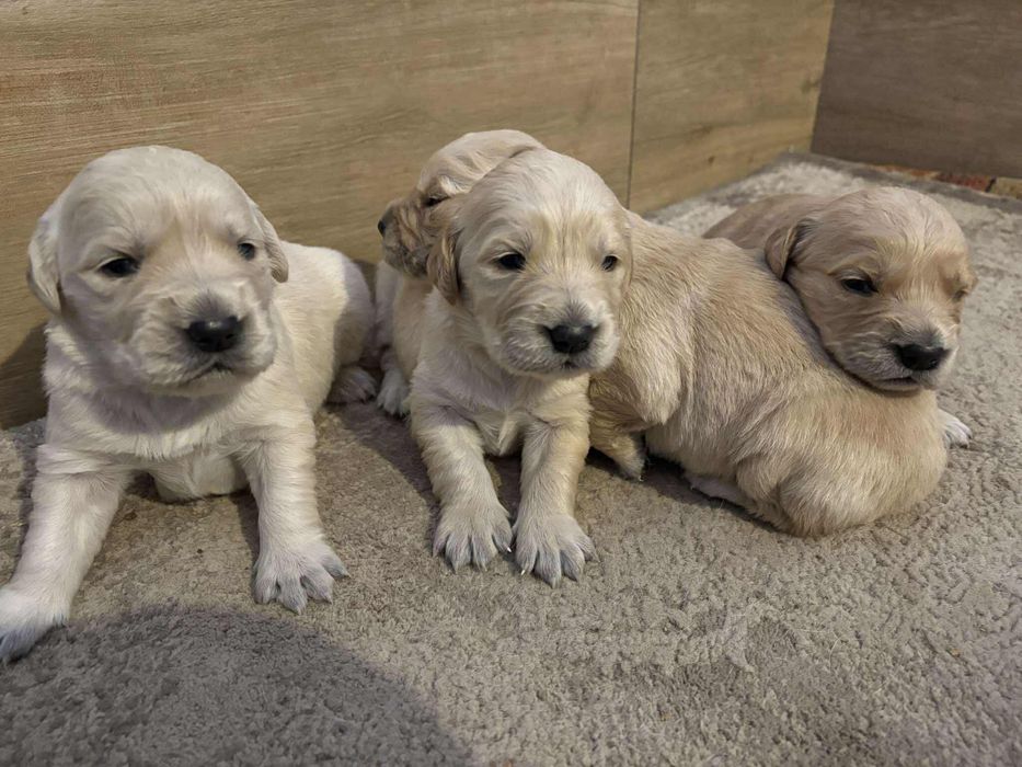 Szczeniak Golden Retriever - Piesek