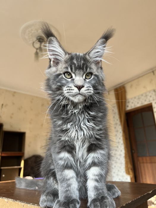 Хлопчики мейн кун