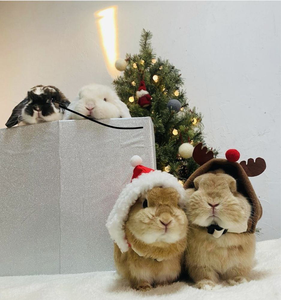Святкові різдвяні та новорічні кролики, ручні міні кролики