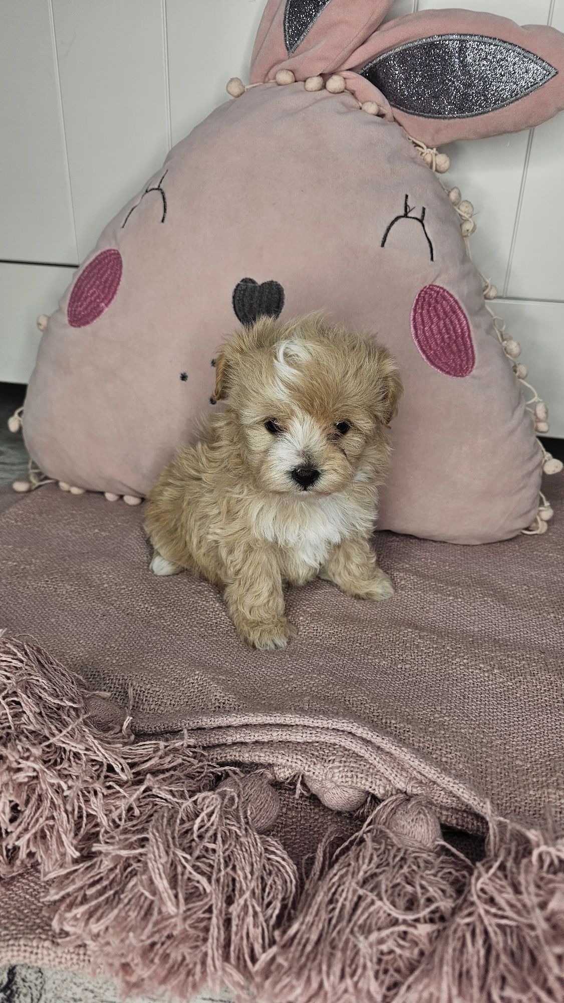 Śliczna dziewczynka Maltipoo