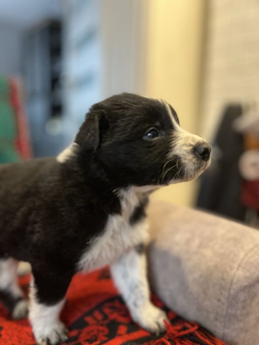 Rodowód Suczka Border Collie Szczeniak