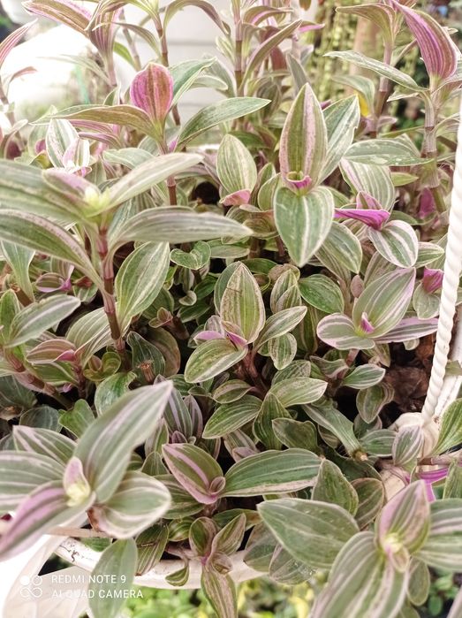 Традесканція частина 3