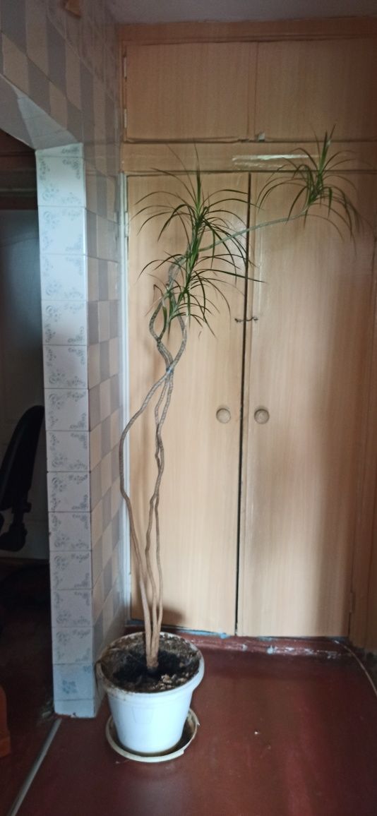 Пальма Драцена более 2 метров