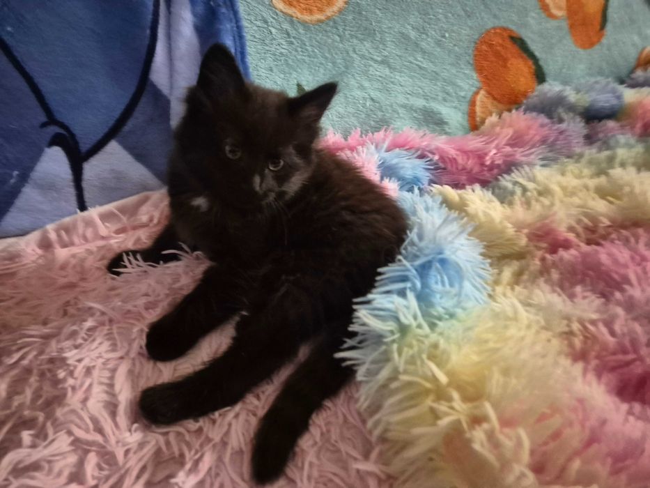 OSTATNI Czarny Syberyjski Kocurek rodowód FPL