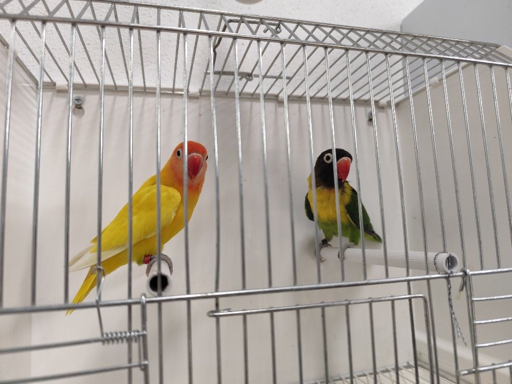 Agapornis Personatus