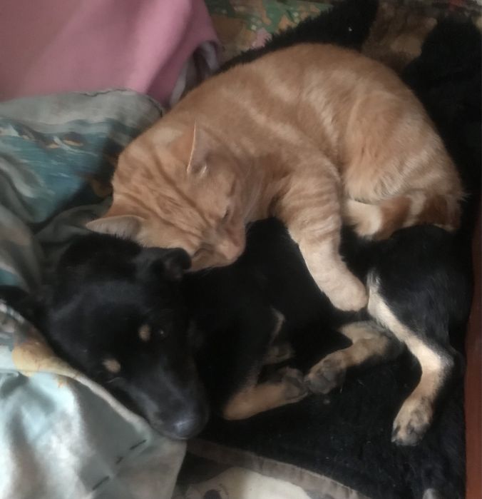 Отдам даром котят