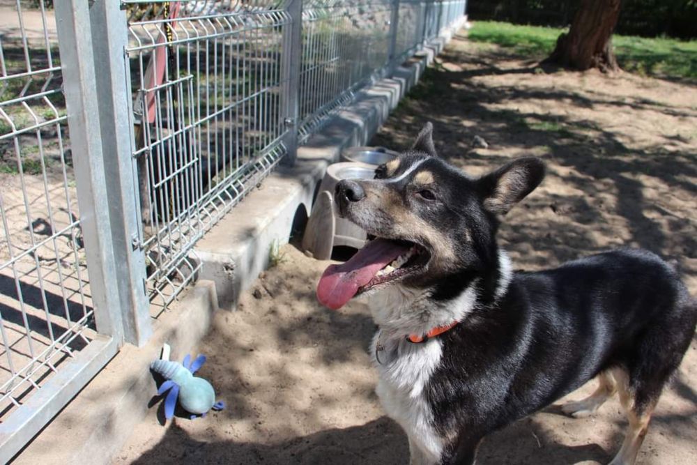 Shark mlody psiak do pilnej adopcji