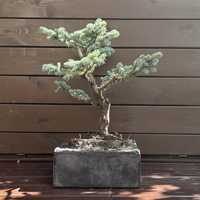 Swierk srebrny bonsai drzewko w recznie wykonanej betonowej donicy