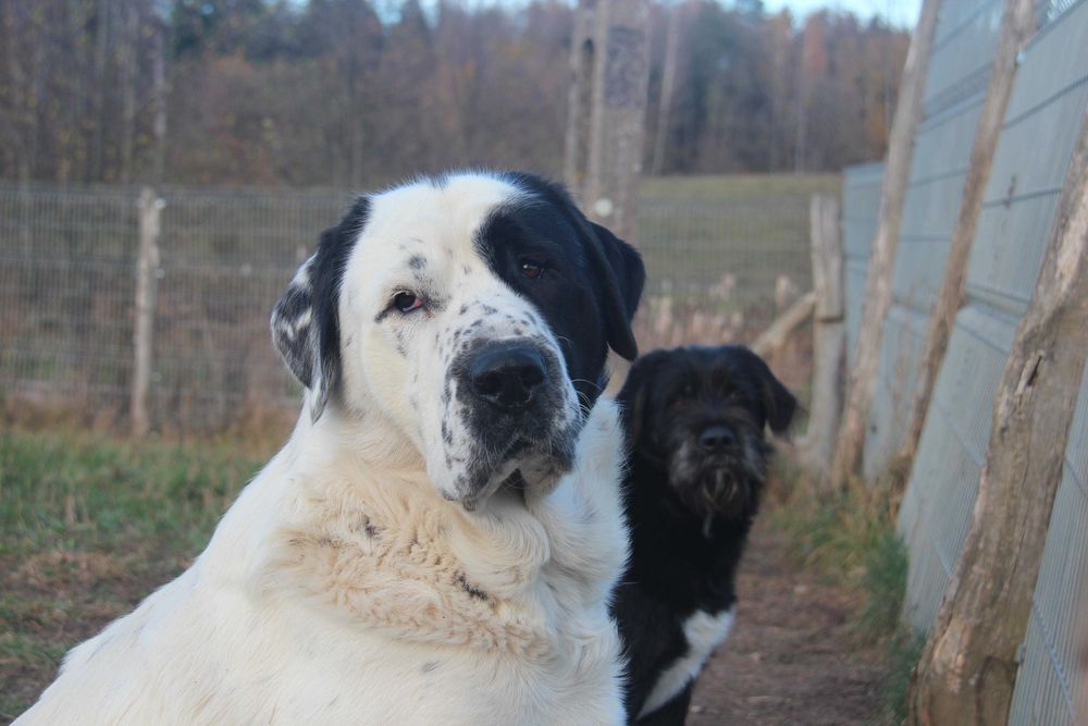 Hes to miły pies i szuka najlepszych ludzi