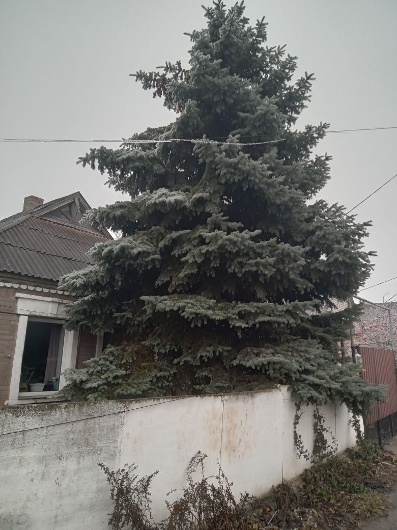 Продам ель голубую с шишками