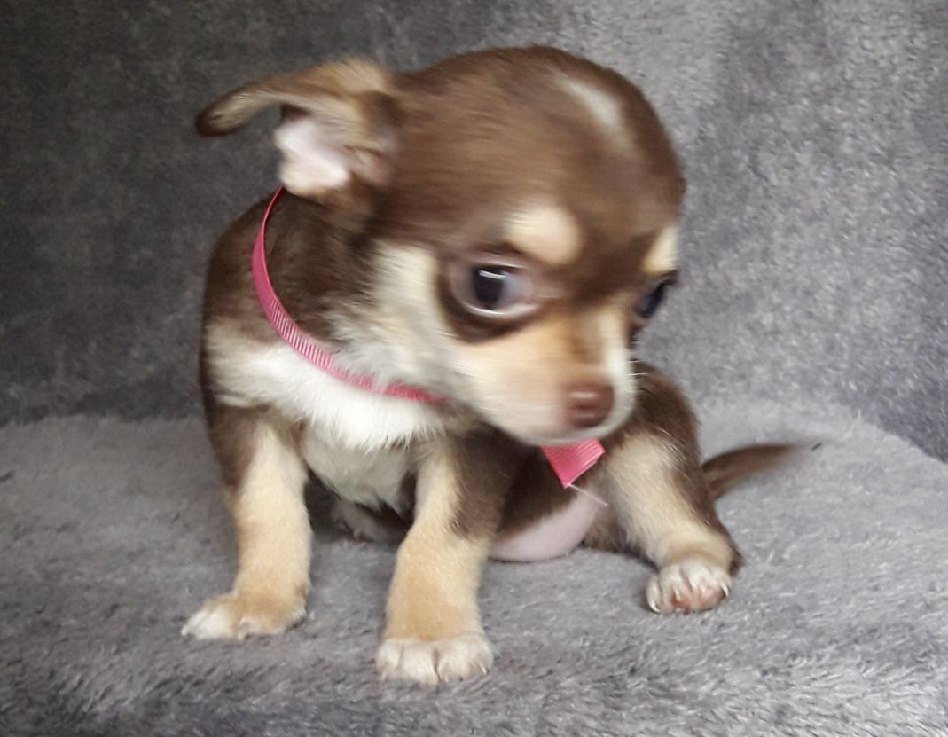 Chihuahua suczka jak huski
