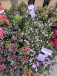 azalia rododendron w doniczkach