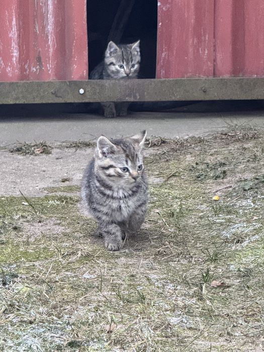 Oddam kotki podwórkowe