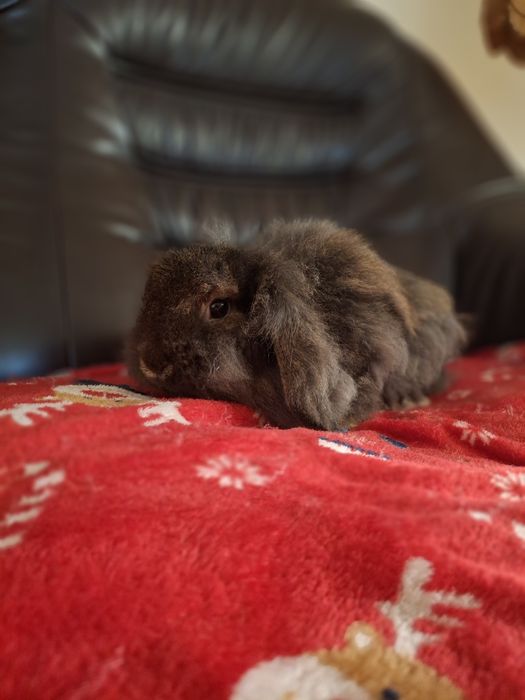 Samiczka MINI LOP oswojona przyjacielska nie gryzie