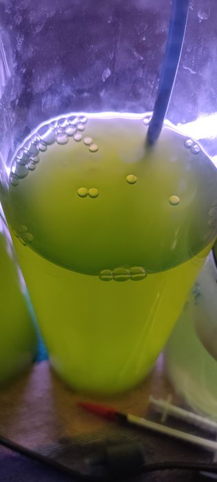 Тетраселміс Tetraselmis. Наннохлоропсис Nannochloropsis. Фітопланктон.