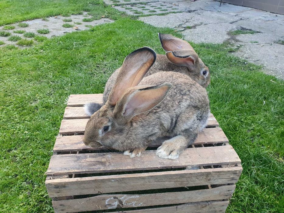 Młode Olbrzymy belgijskie