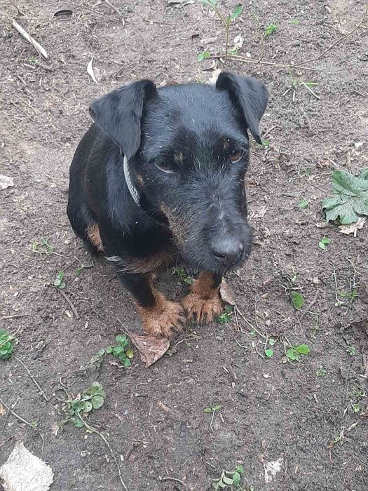 дівчинка безкоштовно