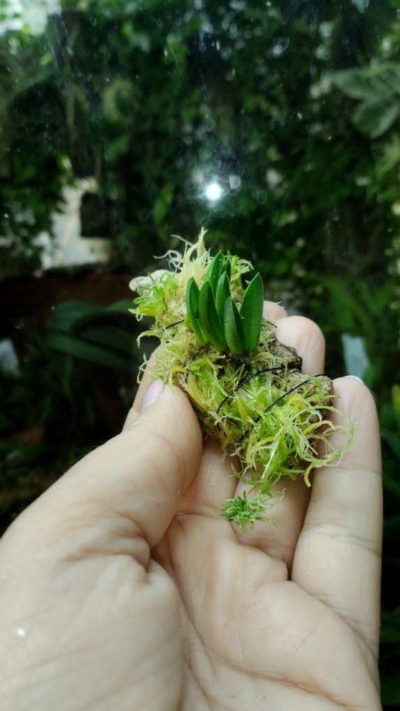 Мініатюрна орхідея pleurothallis saracenia