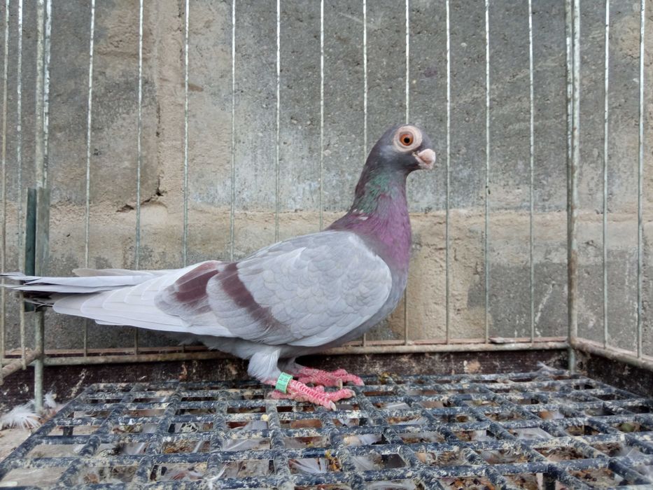 Brodawczak Polski Brodawczaki