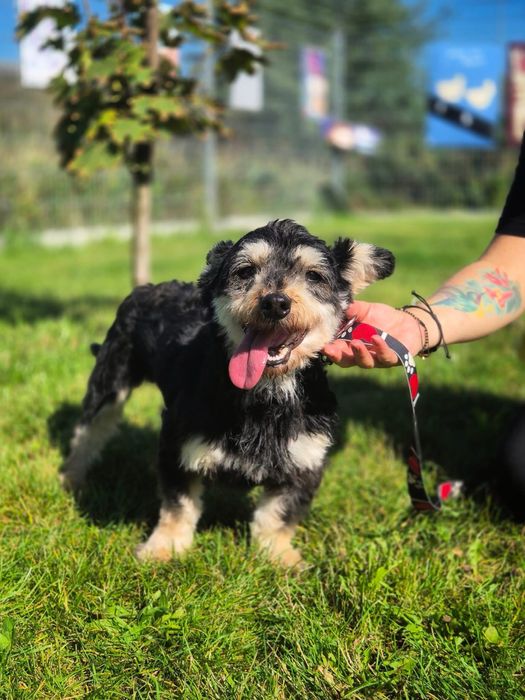 Mały psiak Kustosz szuka domu! *W typie yorka/sznaucera*