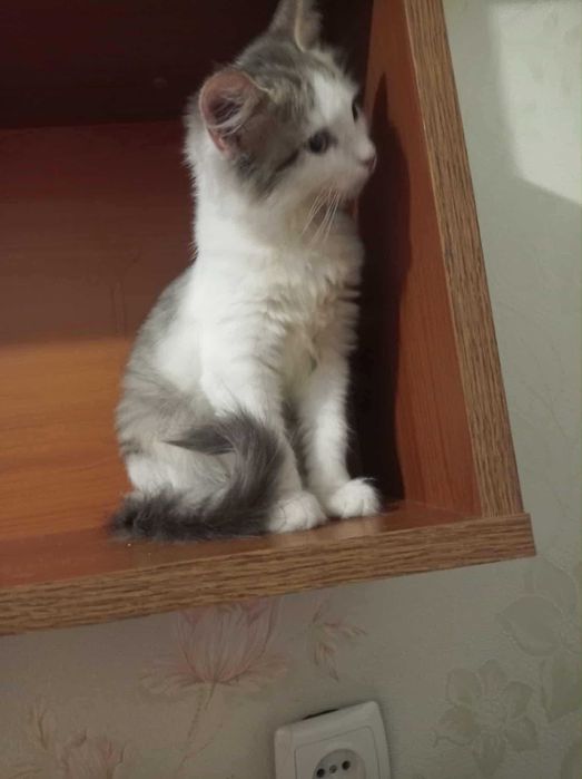 Суми. Кошеня. Шукає родину маленька принцеса