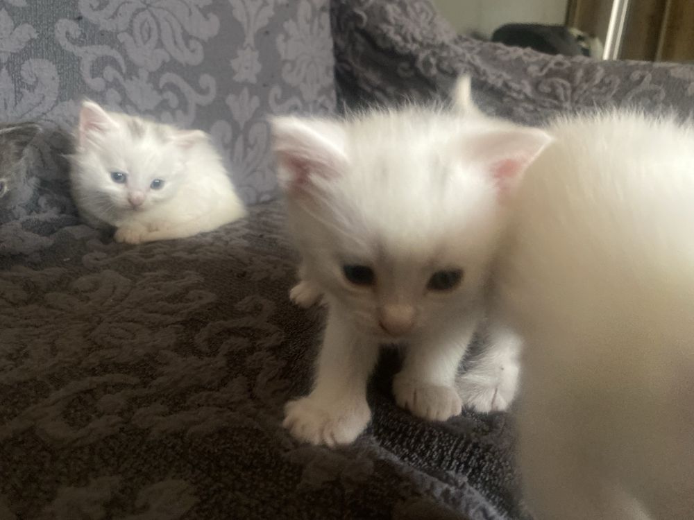 отдам котят в хорошие руки