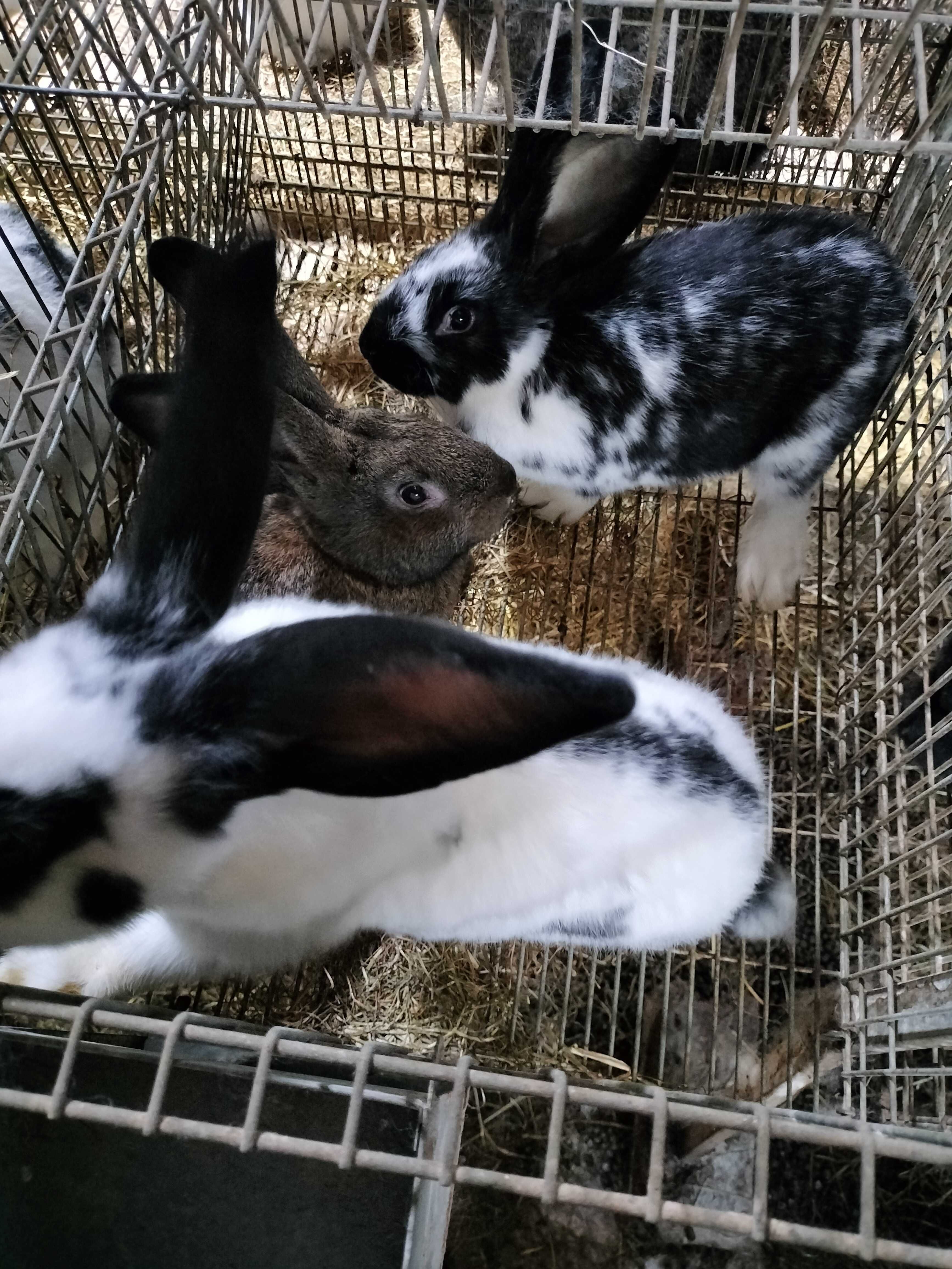 Coelhos caseiros
