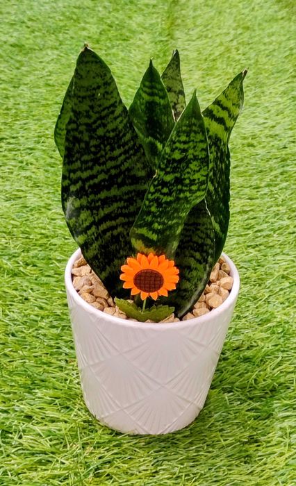 Arranjos com suculentas/ espadas