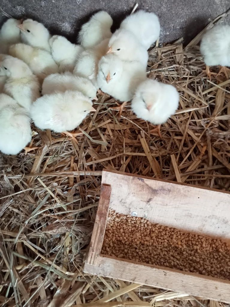 Leghorn pisklęta