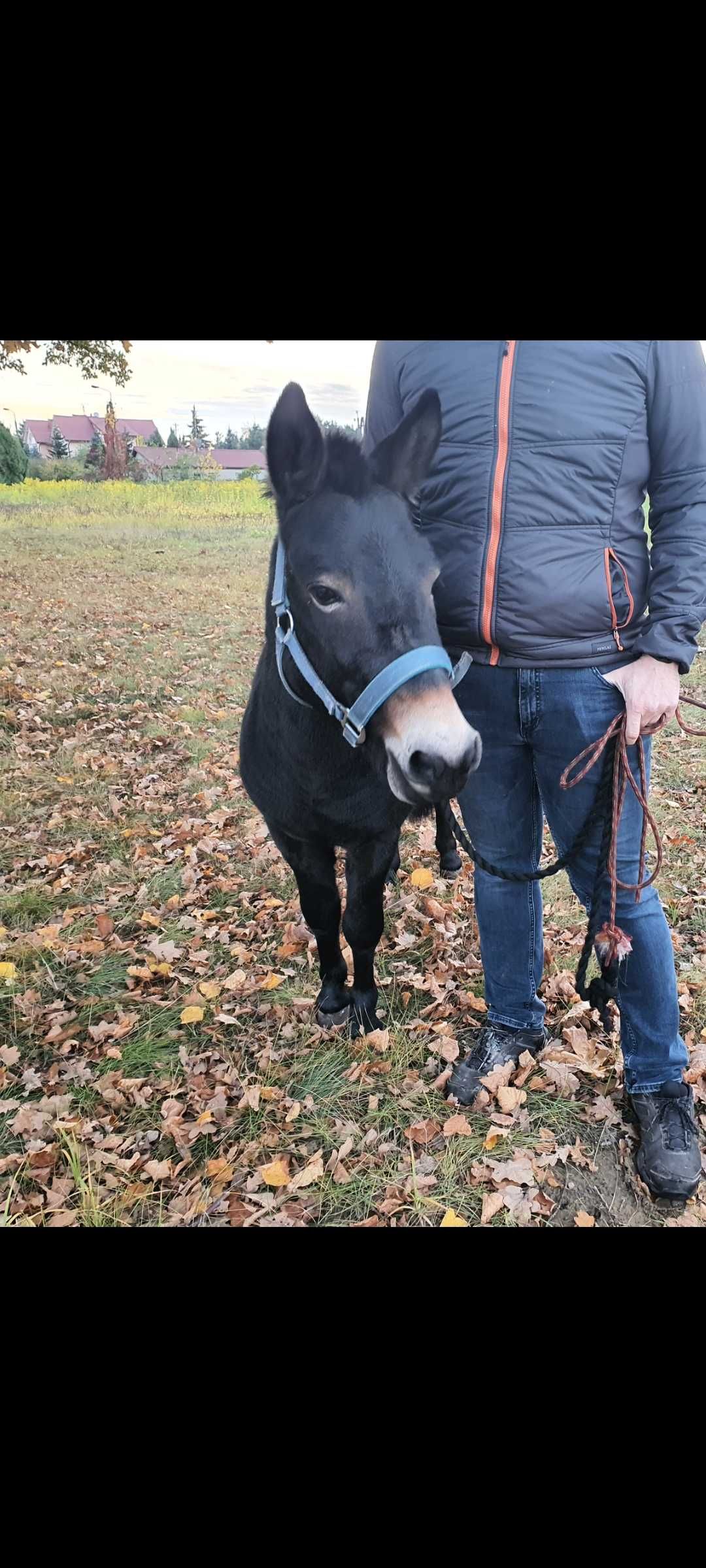 Muł 5 letni, do spacerów, bryczki, spokojnej jazdy, z paszportem