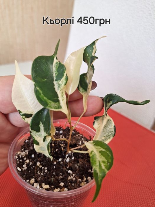 Продам Фікус Кьорлі