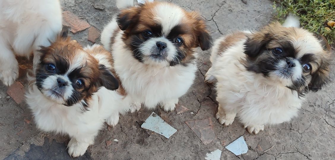 Продам цуценят пекінес