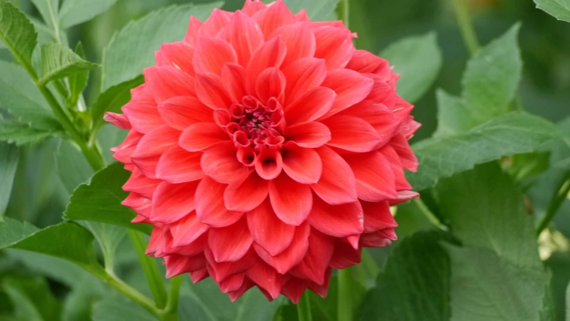 5 Kg Dalia, Dalie Georginia Dahlia - Kwiaty Karpy Bulwy Dalii