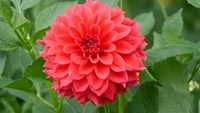5 Kg Dalia, Dalie Georginia Dahlia - Kwiaty Karpy Bulwy Dalii
