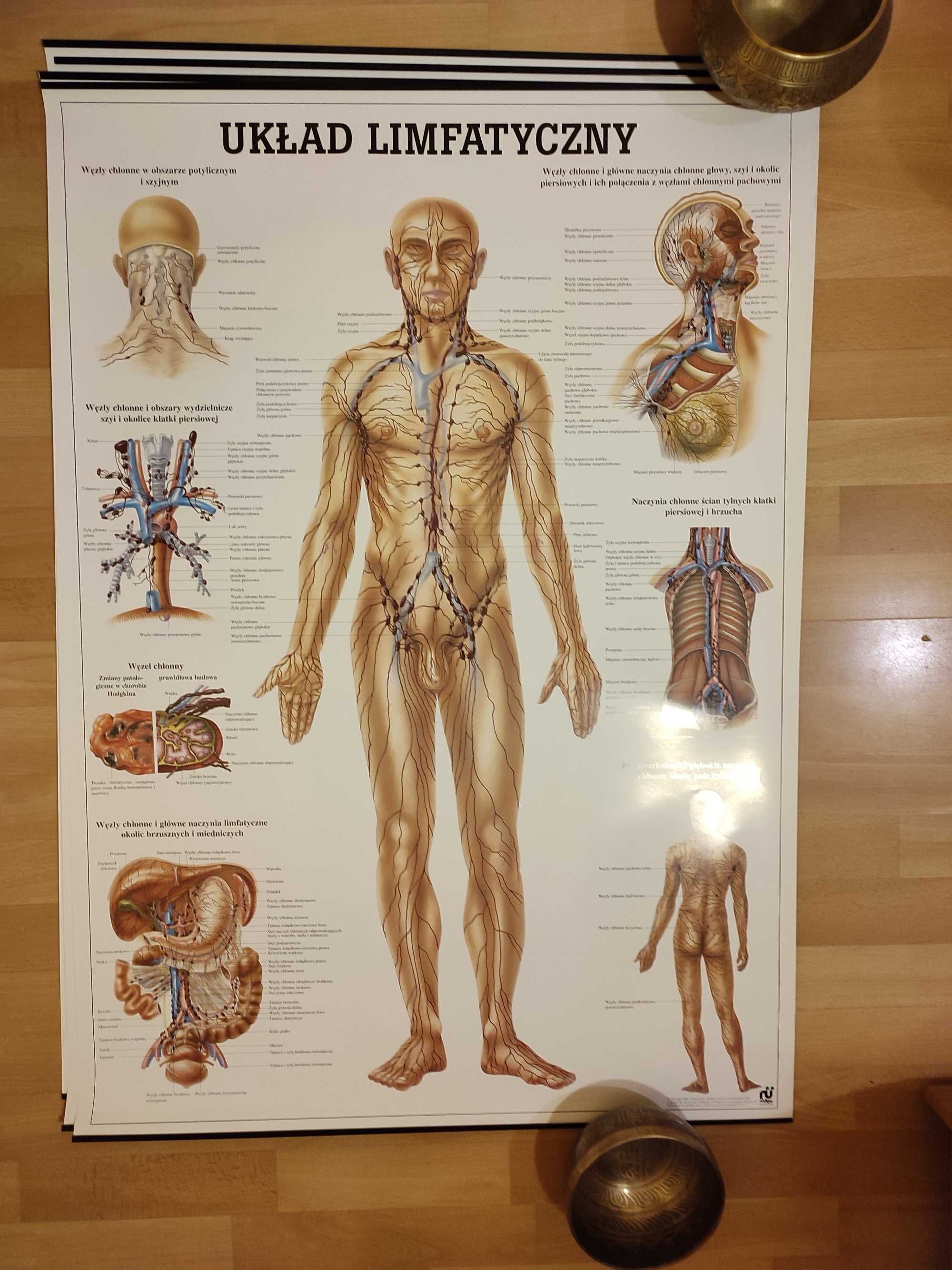 Tablica anatomiczna - układ limfatyczny