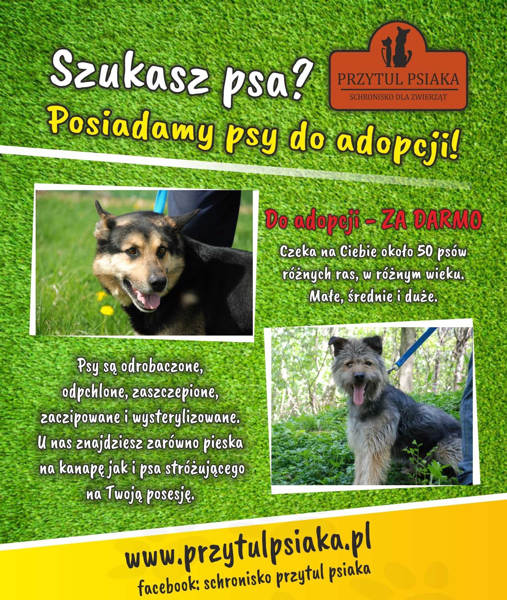 Ares - owczarek niemiecki do adopcji