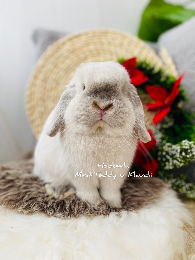 MINI LOP - królik rasowy / miniaturka - legalna hodowla, metryka