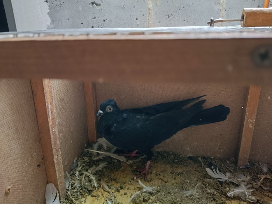 Gołębie Wiedeński samiec