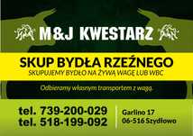 Skup Bydła Rzeźnego Byki/Krowy/Jałówki/Cielaki/Odsadki