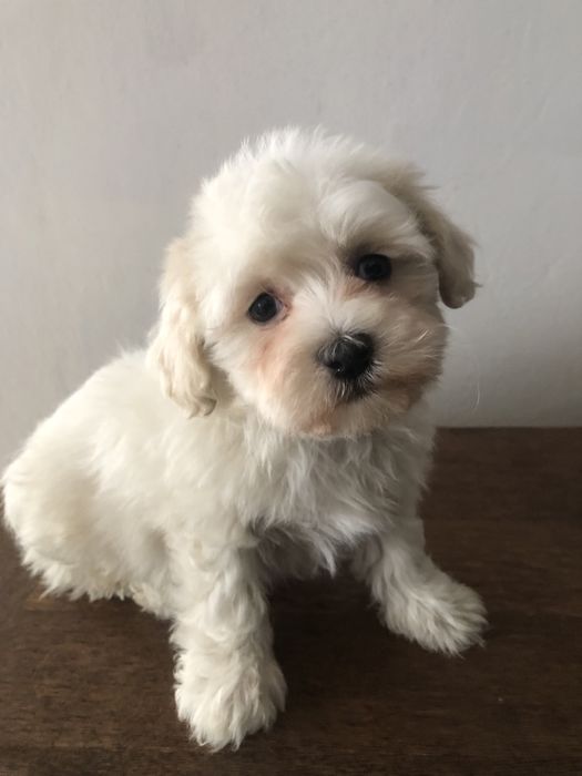 Maltipoo piesek